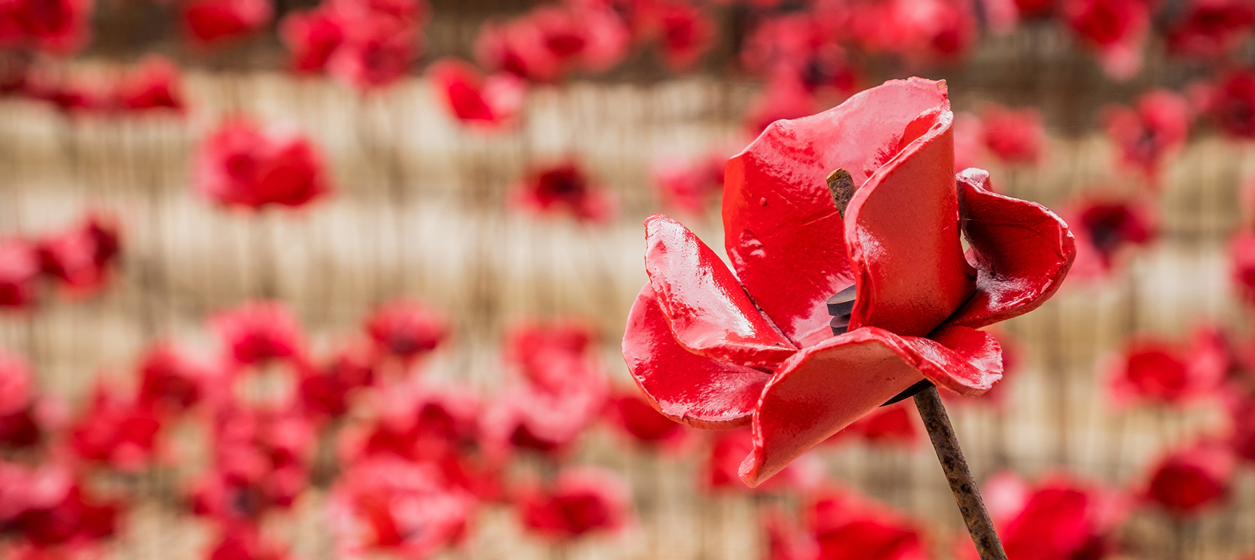 May contain many red poppies.